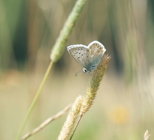 fête de la Nature c