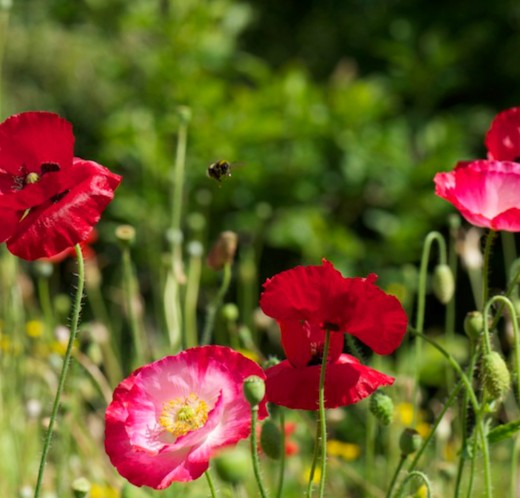 fête-de-la-Nature-b