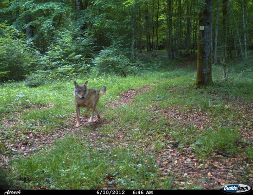 Loup pris par un piu00E8ge photo u00E0 Avranville @ONCFS Service  du00E9partemental des Vosges