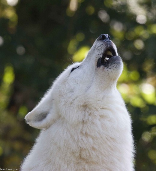 loup blanc cp jean lavergne