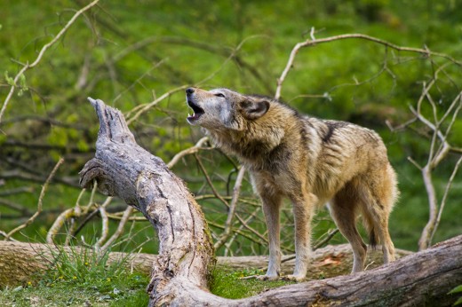 loup gris - cp morgane bricard (1)