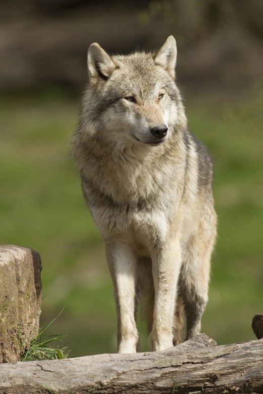 loup gris - jean lavergne