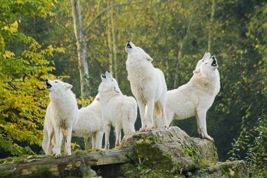 loups blancs - cp morgane bricard parc animalier de sainte croix