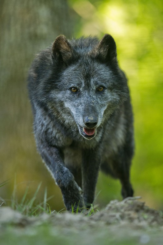 loups noirs cp parc ste croix Morgane bricard