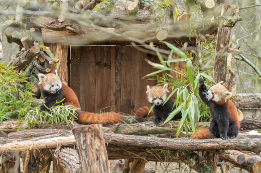 pandas roux - crédit photo Morgane Bricard Parc Animalier de Sainte-Croix (32)
