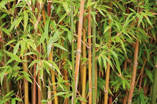 bamboo photo 1