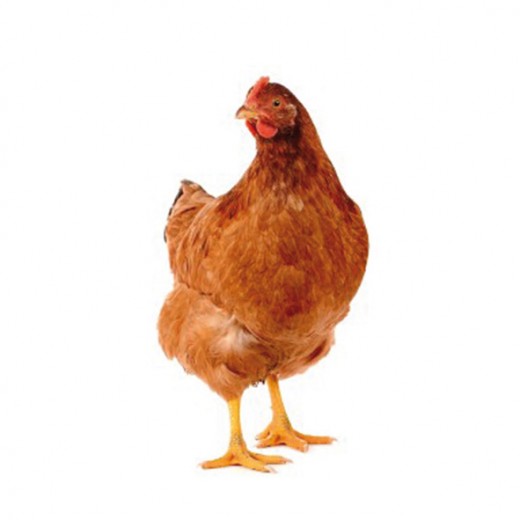 poule-pondeuse-gallus-gallus-domesticu