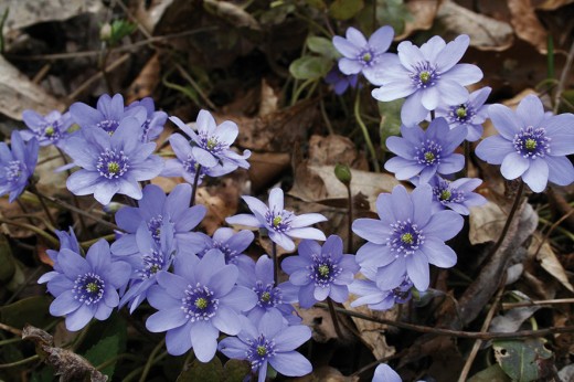 Hepatica Nobilis.