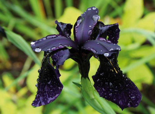 Iris crysographes %22Black form%22