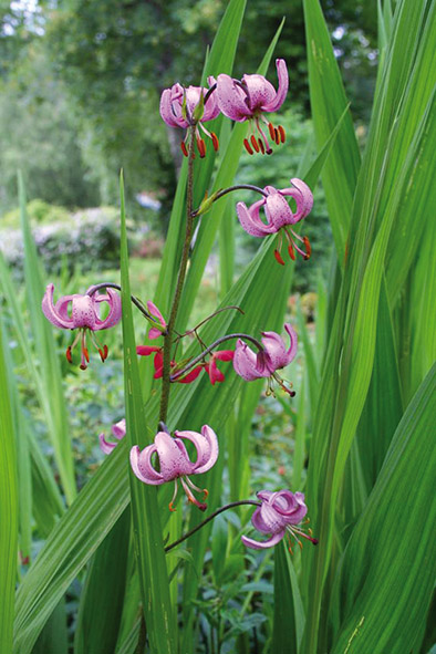 Lilium Martagon, naturalisé dans la rocaille du Jardin de Berchigranges