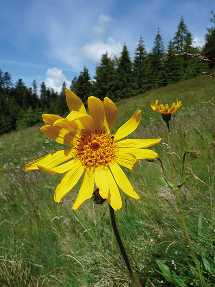 Arnica © PNRBV/Alix Badre