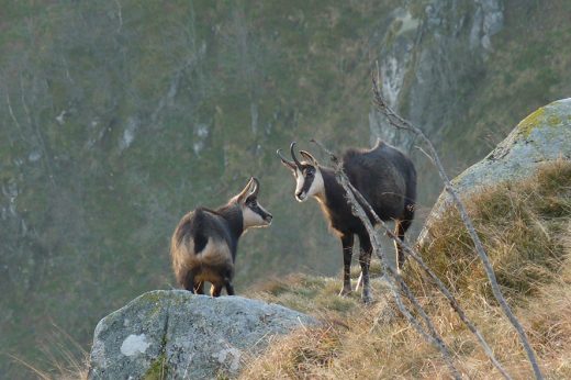 chamois (2)©PNRBV-Alix Badre