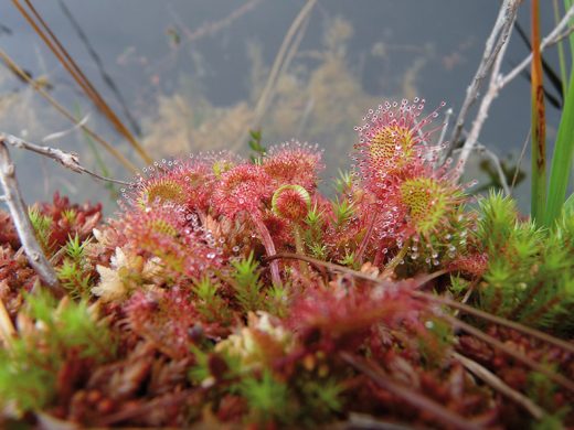 drosera_rotundifolia© PNRBV_Alix Badre