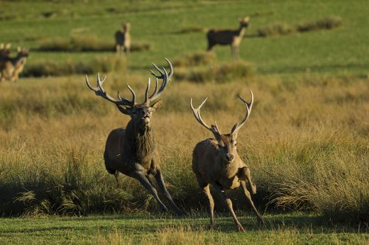 brame-du-cerf-parc-de-ste-croix-cp-morgane-bricard