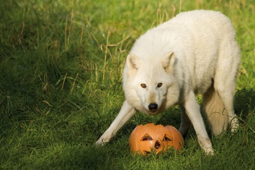 loups-blancs-cp-morgane-bricard-4