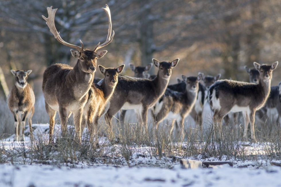Brame du Cerf au Parc de SainteCroix  Lorraine Magazine
