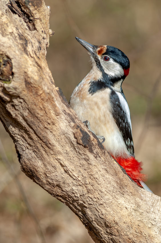 Meurthe-et-Moselle. Nourrir les oiseaux en hiver, c'est tout simple !