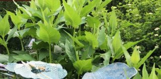 Le marché des métiers d’art, cœur battant du parc de la Pépinière