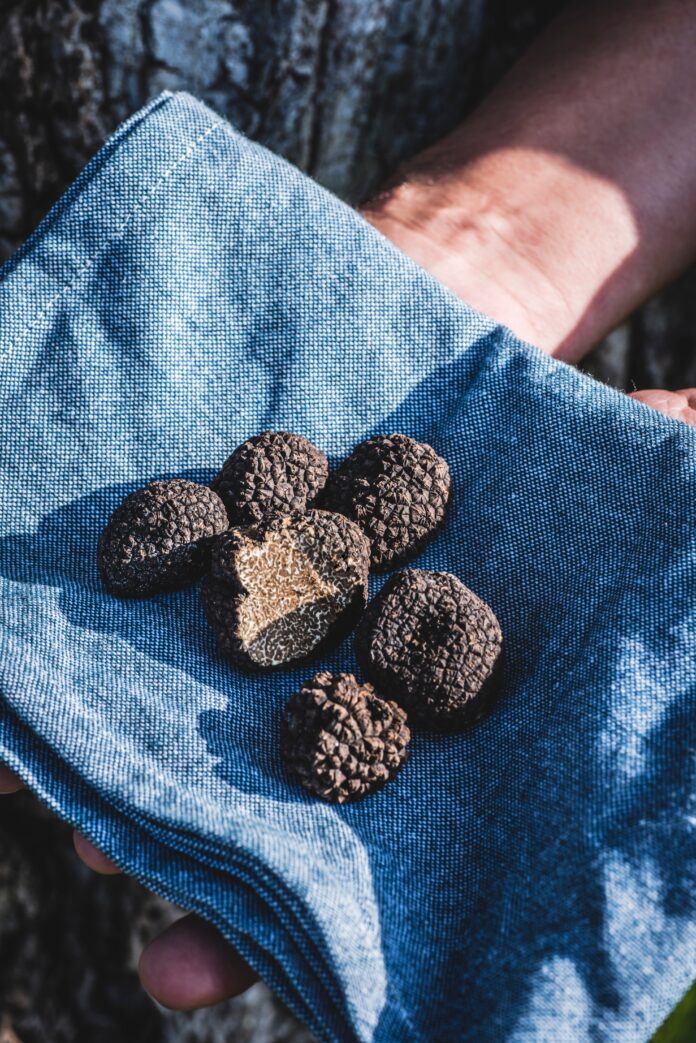 Black,Truffle,Mushrooms,On,The,Hands,Of,Truffle,Hunters,,In