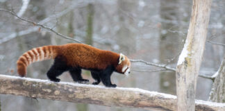 Hiver grandeur nature au Parc Animalier de Sainte-Croix