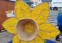 Jonquilles en fête à Gérardmer
