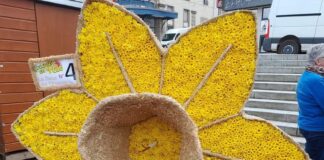 Jonquilles en fête à Gérardmer
