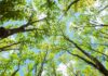 Les arbres sont des climatiseurs naturels