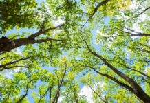 Les arbres sont des climatiseurs naturels