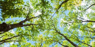 Les arbres sont des climatiseurs naturels